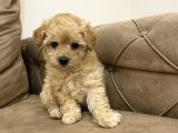 Minik toy poodle  bebekler yeni yuvalarını arıyor