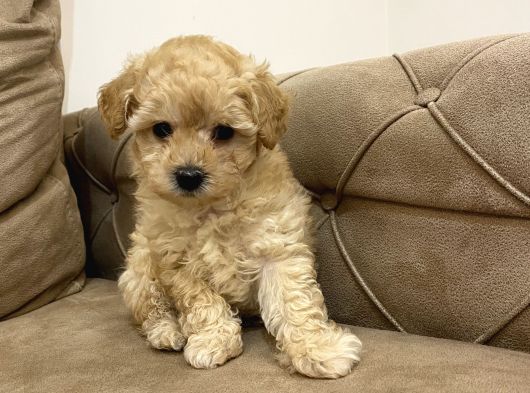 Minik Toy Poodle  Bebekler Yeni Yuvalarını Arıyor