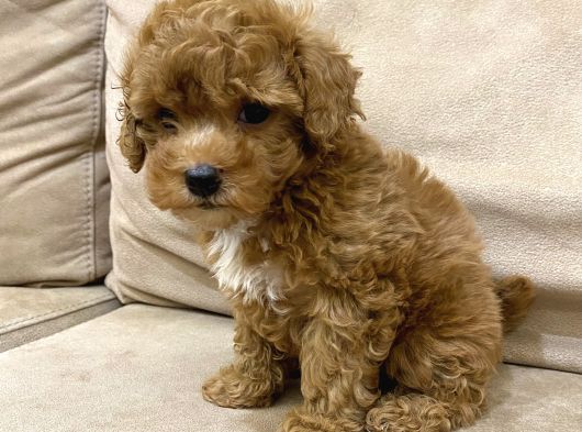 Minik Toy Poodle  Bebekler Yeni Yuvalarını Arıyor görsel