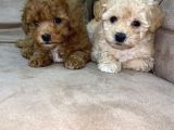 Minik Toy Poodle  Bebekler Yeni Yuvalarını Arıyor