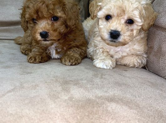 Minik Toy Poodle  Bebekler Yeni Yuvalarını Arıyor görsel