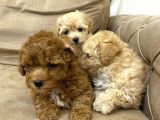 Minik Toy Poodle  Bebekler Yeni Yuvalarını Arıyor