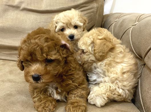 Minik Toy Poodle  Bebekler Yeni Yuvalarını Arıyor görsel