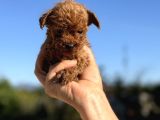 2 AYLIK TEACUP POODLE AŞILI EĞİTİMLİ