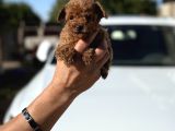 MİCRO POODLE SEÇKİN KORE KAN GARANTİLİ TESLİM