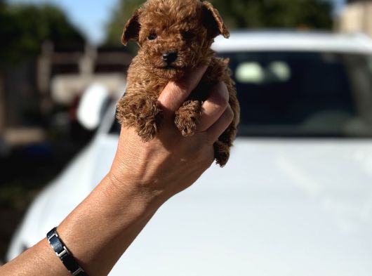 Mi̇cro Poodle Seçki̇n Kore Kan Garanti̇li̇ Tesli̇m