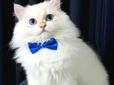 British longhair point ny1233 erkek