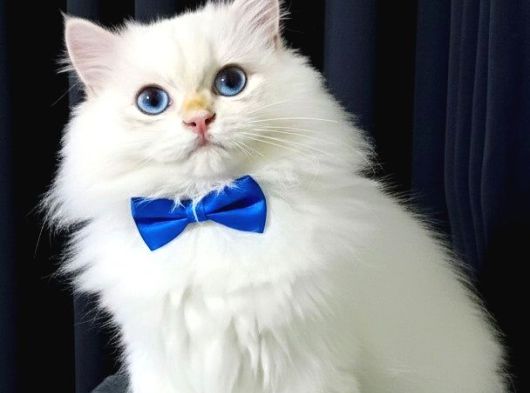British Longhair Point Ny1233 Erkek