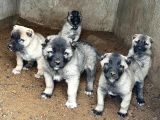 4 Erkek 1 Di̇şi̇ Safkan Kangal Yavulari