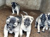 4 ERKEK 1 DİŞİ SAFKAN KANGAL YAVULARI