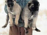 4 Erkek 1 Di̇şi̇ Safkan Kangal Yavulari