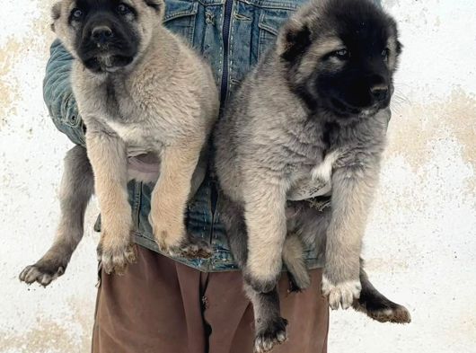 4 Erkek 1 Di̇şi̇ Safkan Kangal Yavulari görsel