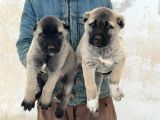 4 Erkek 1 Di̇şi̇ Safkan Kangal Yavulari