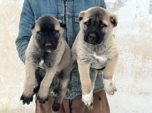 4 Erkek 1 Di̇şi̇ Safkan Kangal Yavulari görsel