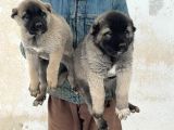 4 Erkek 1 Di̇şi̇ Safkan Kangal Yavulari