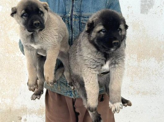 4 Erkek 1 Di̇şi̇ Safkan Kangal Yavulari görsel