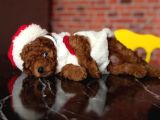 İnstagram Toypoodlepuppy09 Irk Ve Sağlık Garantili Bebekler
