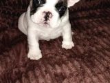 Mükemmel Anatomiye Sahip French Bulldog Bebekler