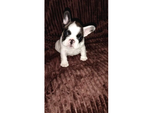 Mükemmel Anatomiye Sahip French Bulldog Bebekler görsel