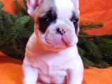 Mükemmel Anatomiye Sahip French Bulldog Bebekler