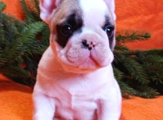 Mükemmel Anatomiye Sahip French Bulldog Bebekler görsel