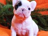 mükemmel anatomiye sahip french bulldog bebekler