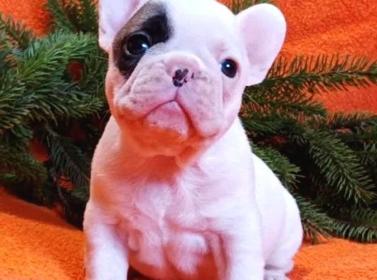 mükemmel anatomiye sahip french bulldog bebekler
