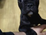 Franches buldog