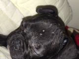 Franches Buldog