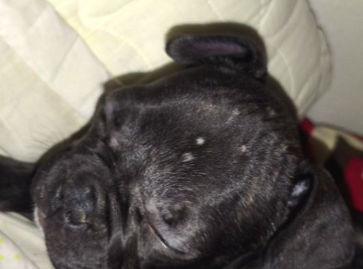 Franches Buldog görsel
