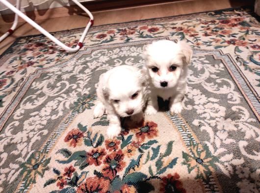 Xs Maltese Bebekler görsel