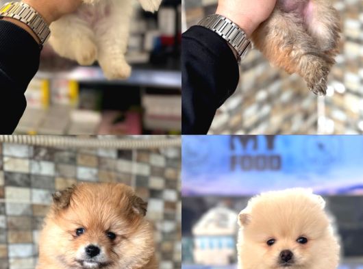 Her Renk Pomeranian Yavrumuz Mevcut görsel