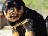 Kocakafa Rottweiler Yavrular