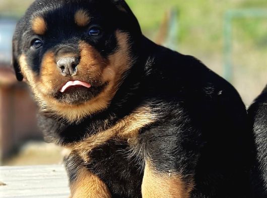 Kocakafa Rottweiler Yavrular görsel