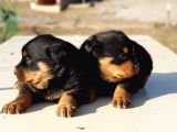 Kocakafa Rottweiler Yavrular