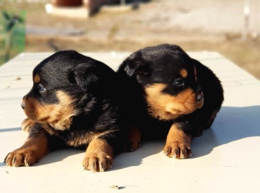 Kocakafa Rottweiler Yavrular görsel