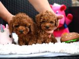 Toy Poodle Yavrularımız
