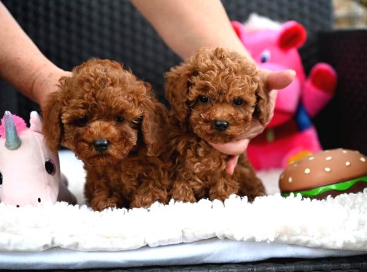 Toy Poodle Yavrularımız görsel