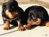 Kocakafa Rottweiler Yavrular