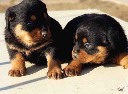 Kocakafa Rottweiler Yavrular görsel