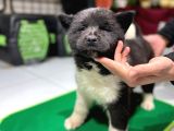 Safkan Dev Ameri̇kan Aki̇ta Yavrulari