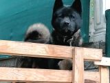 Safkan Dev Ameri̇kan Aki̇ta Yavrulari