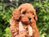 Korea Kan Teacup Maltipoo Yavrular