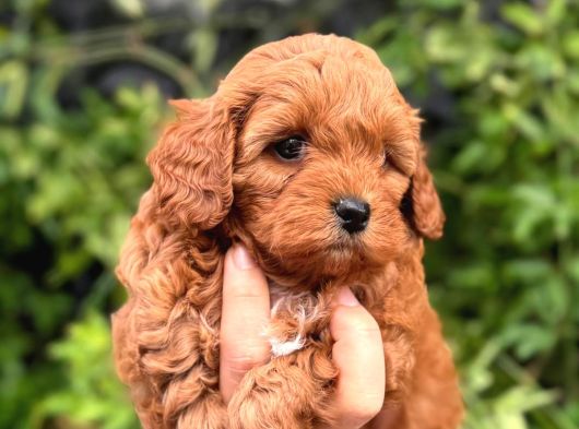 Korea Kan Teacup Maltipoo Yavrular