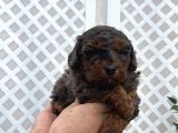 Üç Renk Poodle