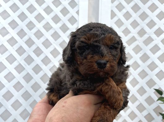 Üç Renk Poodle görsel