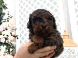 Üç renk poodle