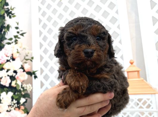Üç Renk Poodle