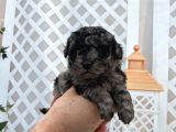 Üç Renk Poodle