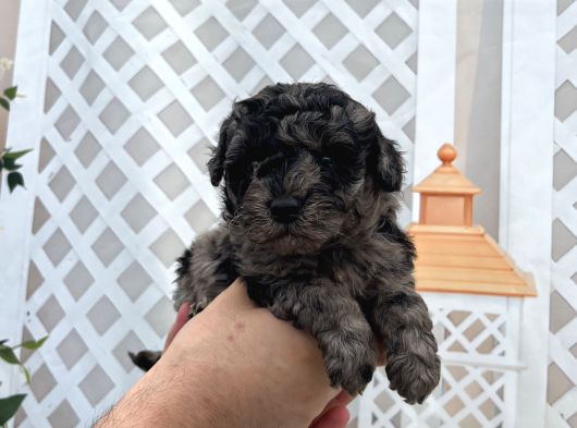 Üç Renk Poodle görsel
